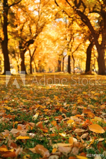 Picture of Central Park Autumn